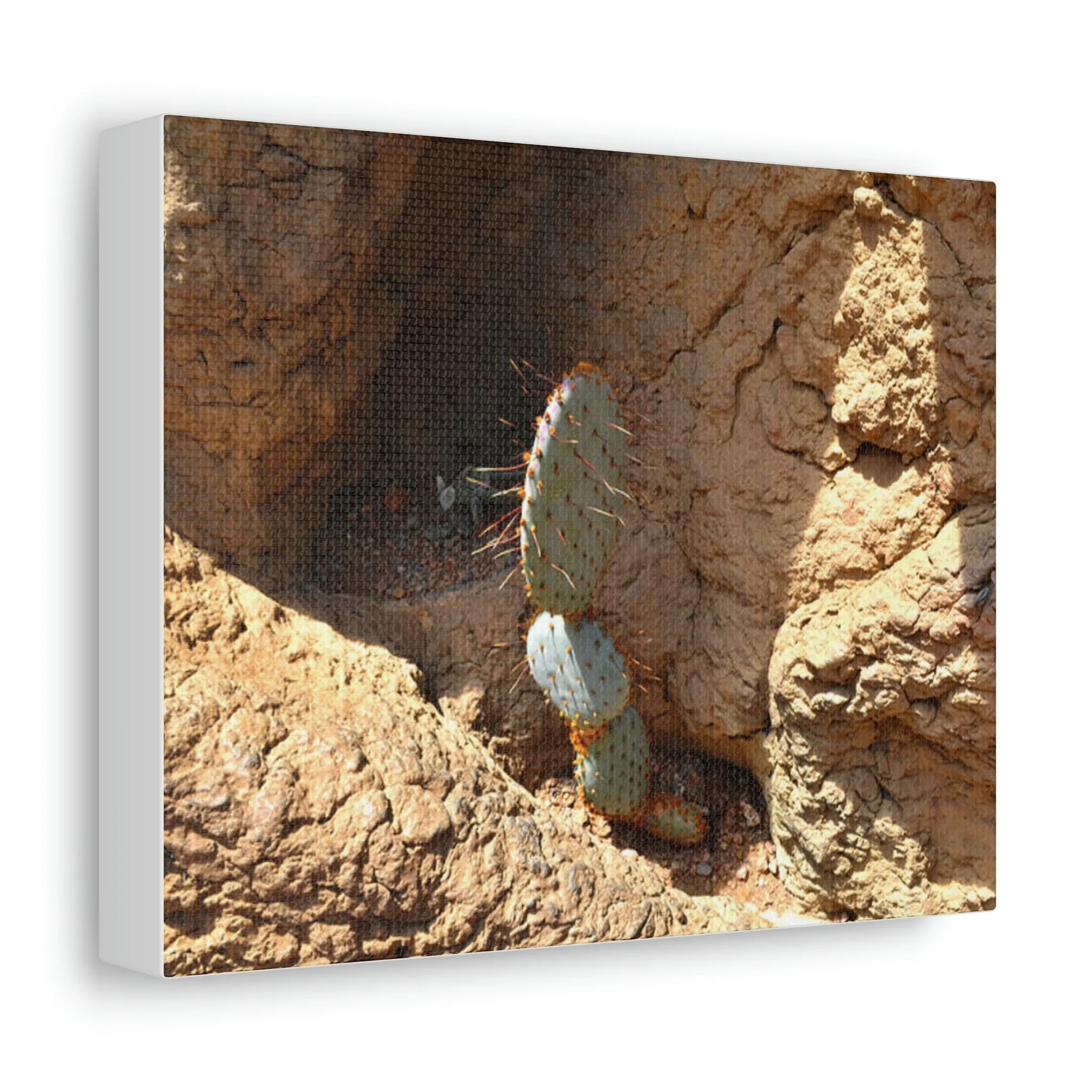 Cactus Stretched Canvas