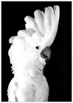 Fine Feathers - Framed Canvas Print
