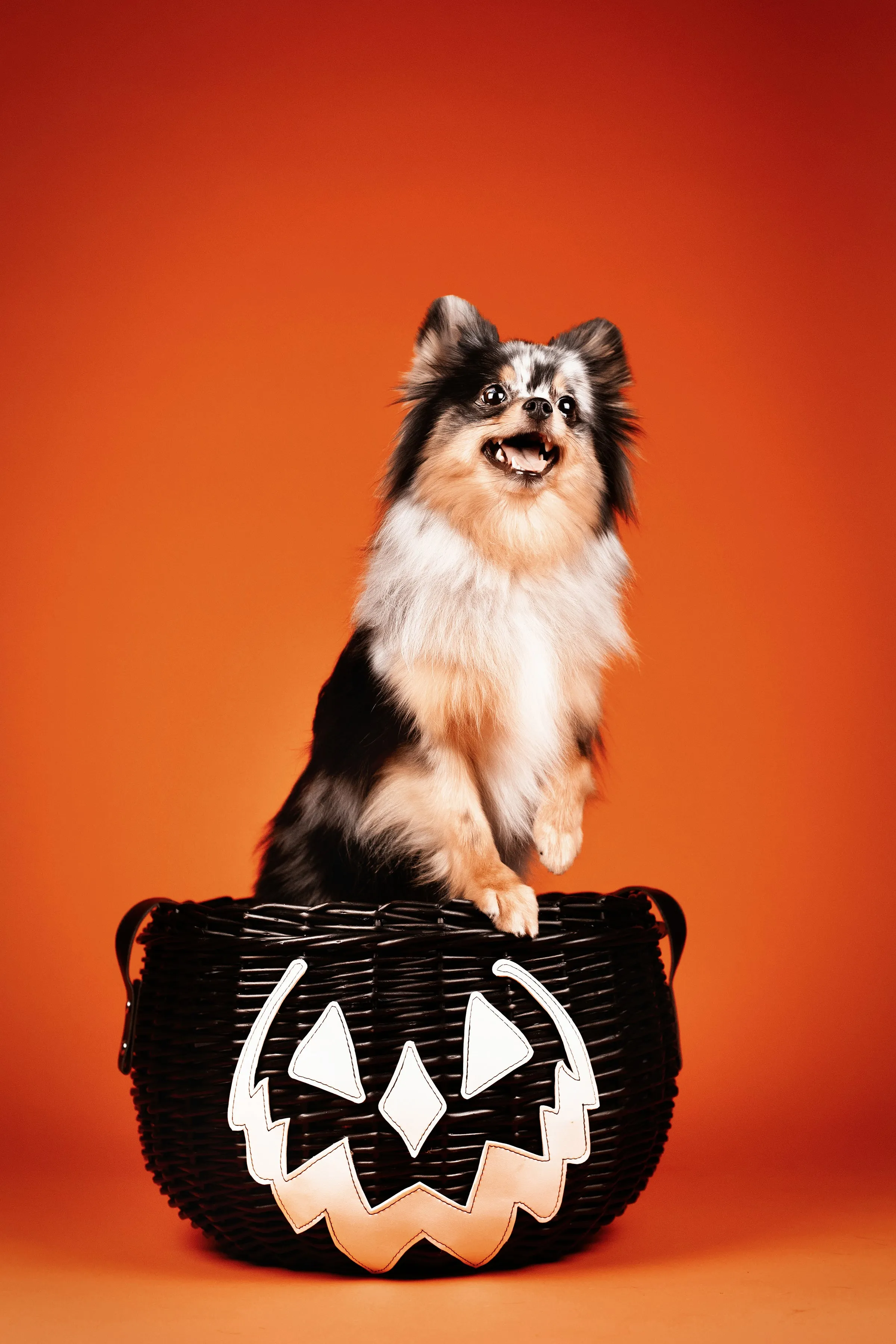 Haunted Hallows Picnic Basket (Black)