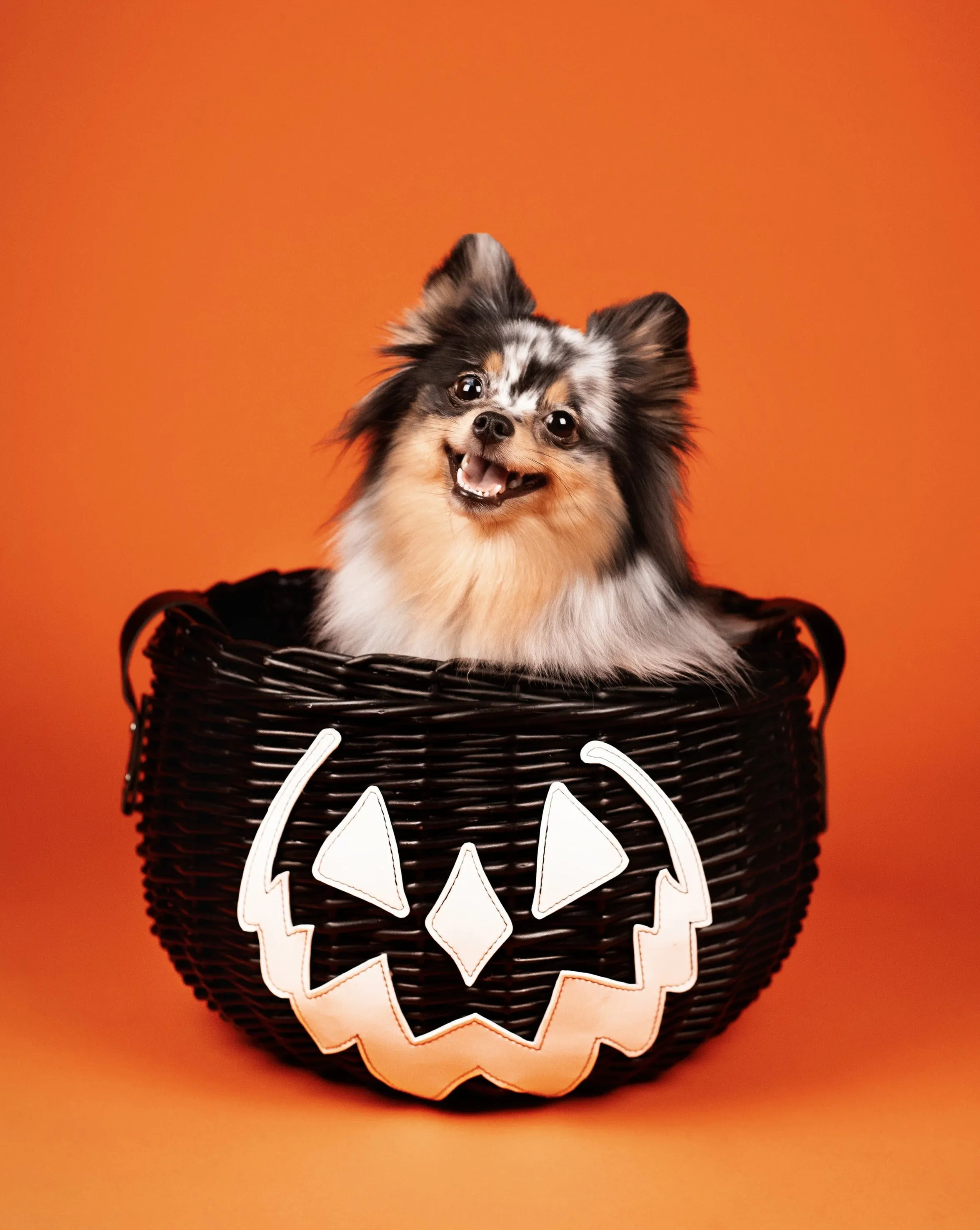 Haunted Hallows Picnic Basket (Black)