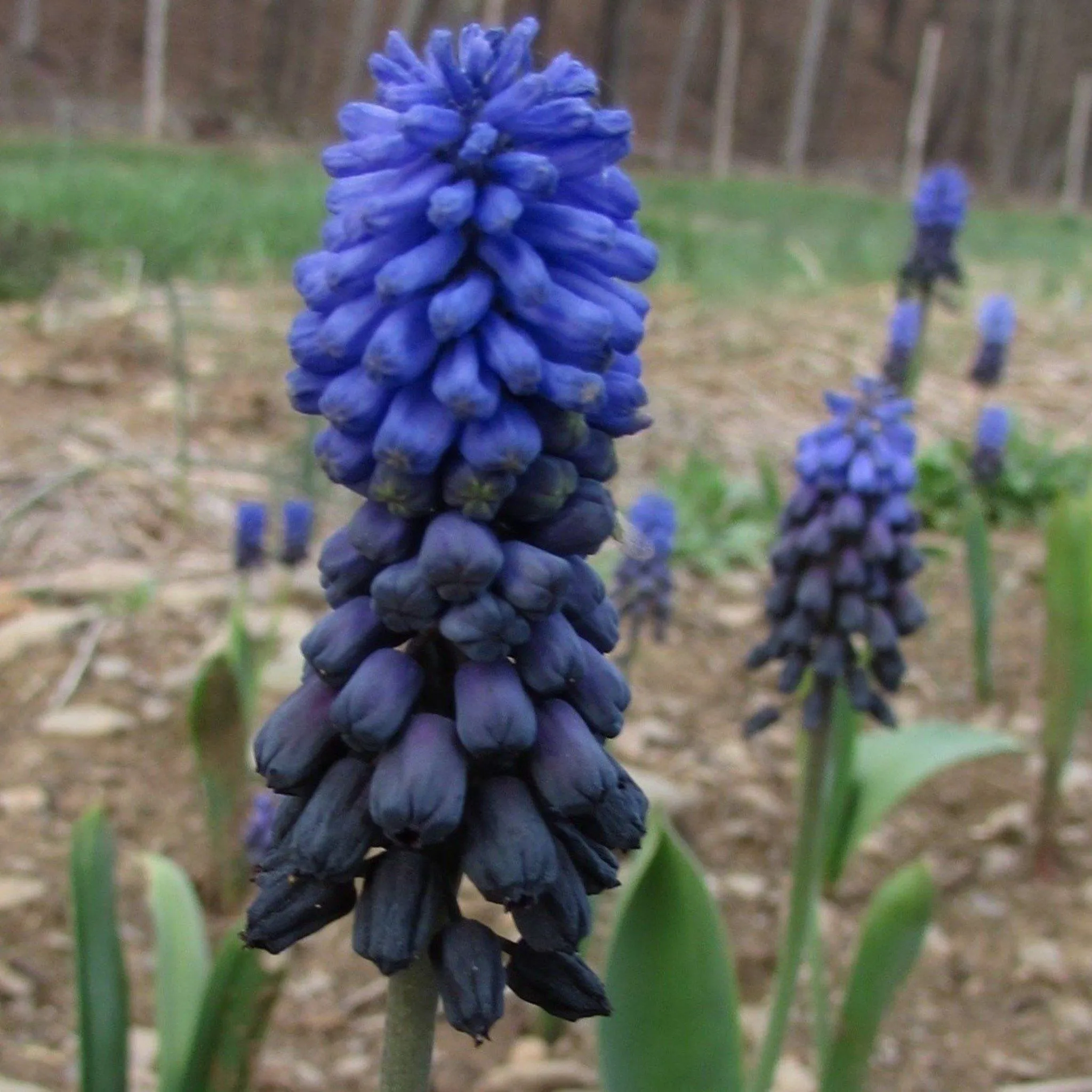 Muscari latifolium