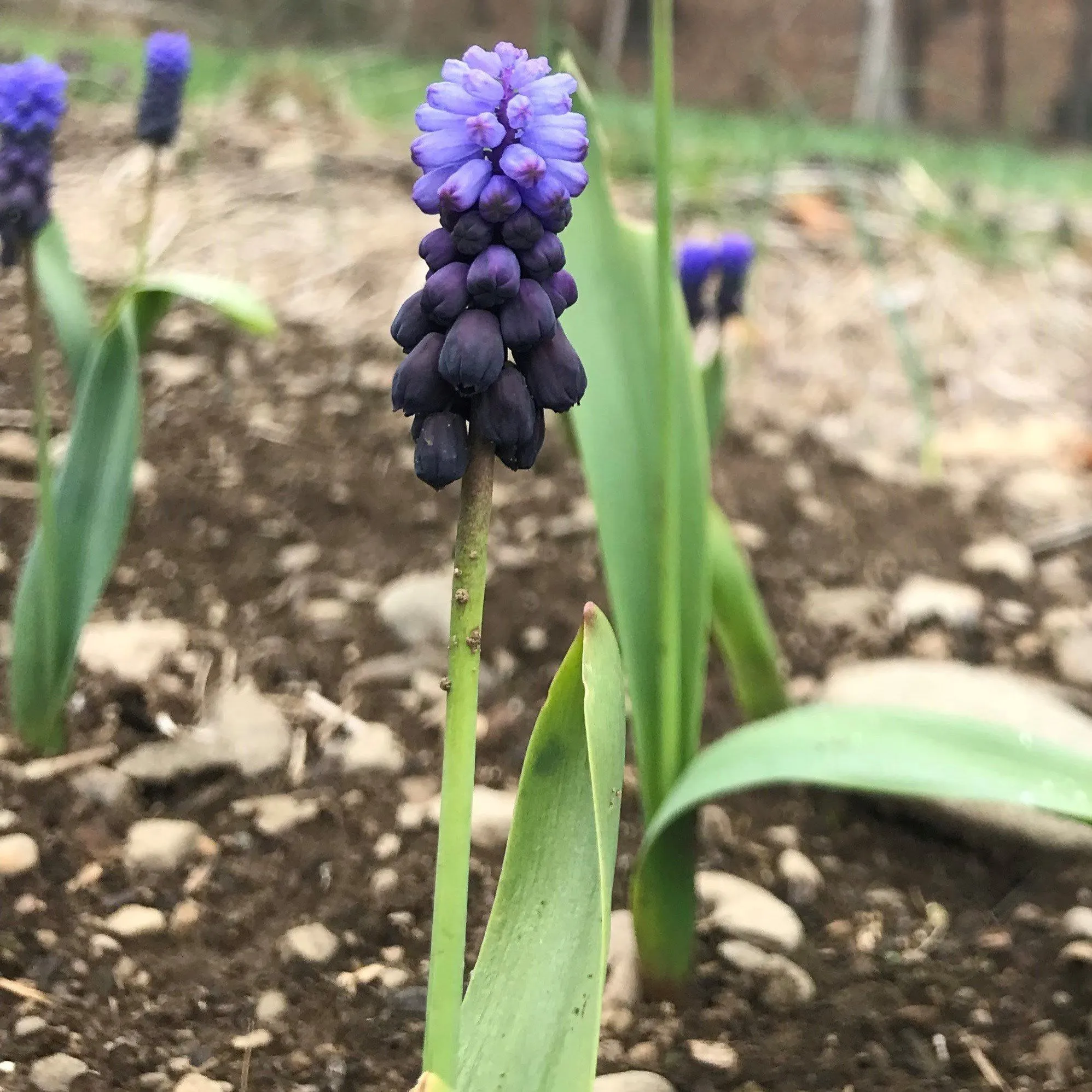 Muscari latifolium