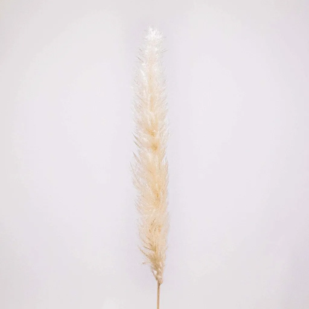 Natural Dried Tail Reed