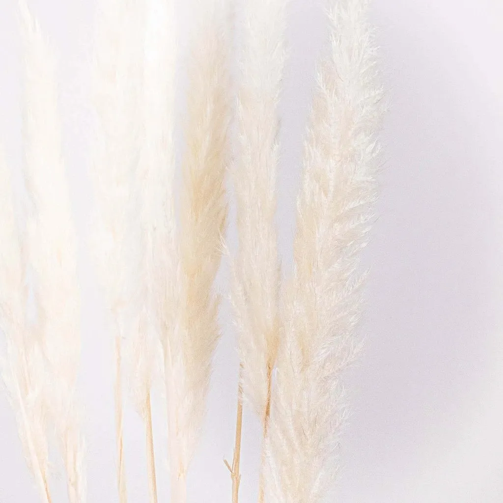Natural Dried Tail Reed